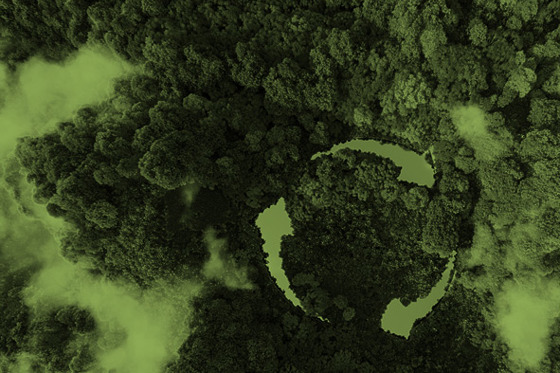 Aerial photo of a forest